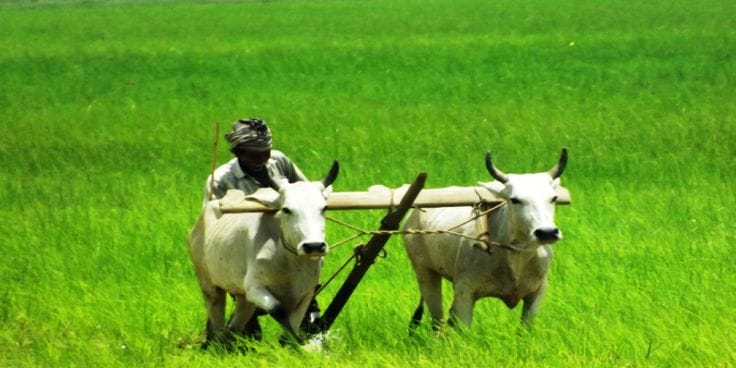 Agriculture [CLOSED]